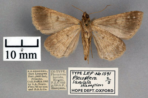 /filer/webapps/moths/media/images/L/laniata_Plecoptera_STF_OUMNH_02.jpg