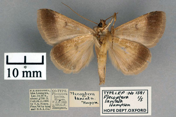 /filer/webapps/moths/media/images/L/laniata_Plecoptera_ST_OUMNH_02.jpg