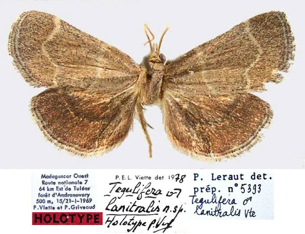 /filer/webapps/moths/media/images/L/lanitralis_Tegulifera_HT_MNHN.jpg