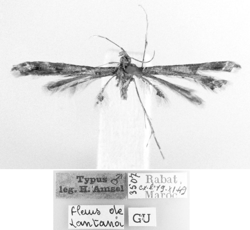 /filer/webapps/moths/media/images/L/lantanadactyla_Platyptilia_HT_MNHN.jpg