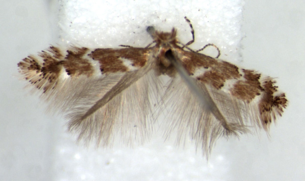 /filer/webapps/moths/media/images/L/lantanae_Phyllonorycter_AF_BMNH.jpg