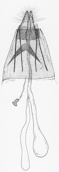 /filer/webapps/moths/media/images/L/lantanae_Phyllonorycter_GF_DePrins3703.jpg