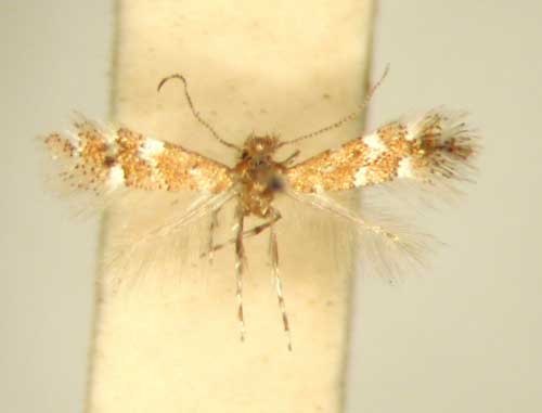 /filer/webapps/moths/media/images/L/lantanae_Phyllonorycter_HT_TMSA6377.jpg