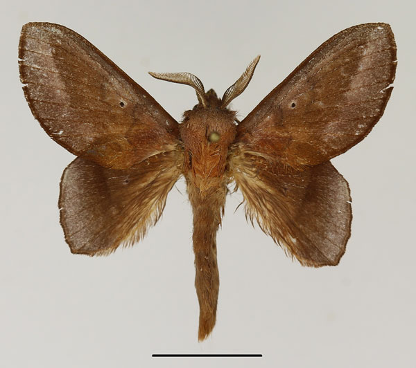 /filer/webapps/moths/media/images/L/lapa_Sonitha_AM_Basquin.jpg