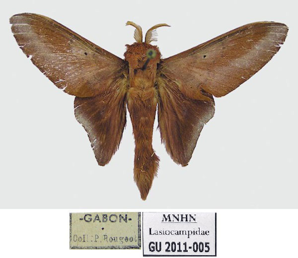 /filer/webapps/moths/media/images/L/lapa_Sonitha_HT_MNHN_n9h80Mu.jpg