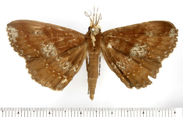 /filer/webapps/moths/media/images/L/laportei_Deinypena_AM_BMNH.jpg