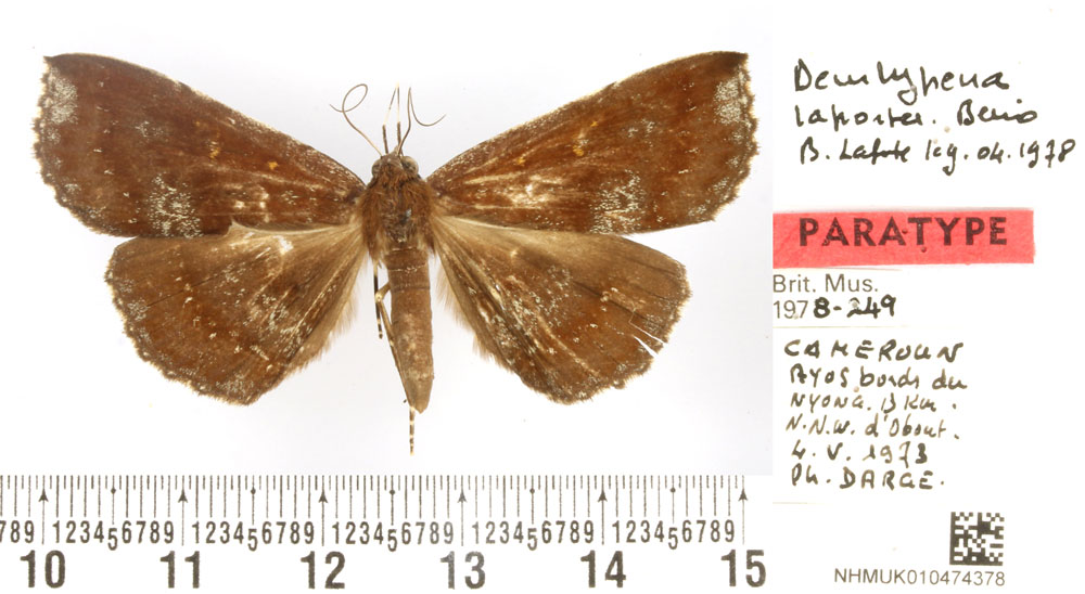 /filer/webapps/moths/media/images/L/laportei_Deinypena_PTF_BMNH.jpg