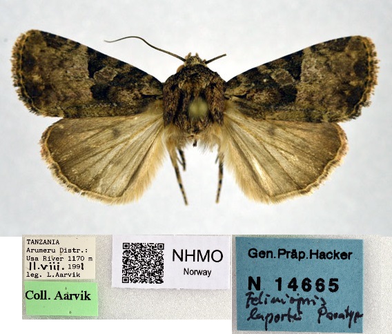 /filer/webapps/moths/media/images/L/laportei_Feliniopsis_PT_NHMO.jpg