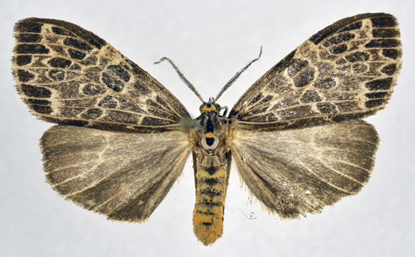 /filer/webapps/moths/media/images/L/laportei_Galtara_AF_NHMO.jpg