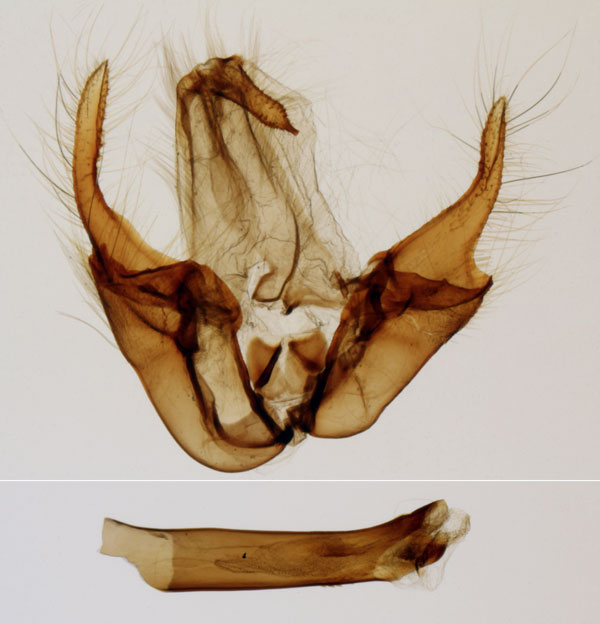 /filer/webapps/moths/media/images/L/laportei_Giria_GMHT_MNHN_41.jpg