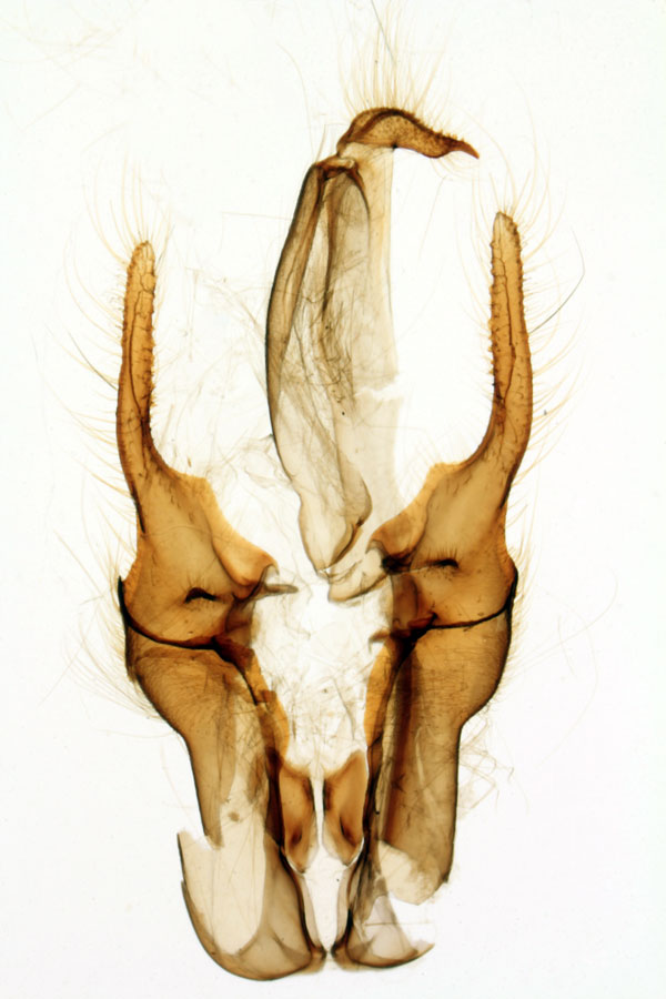 /filer/webapps/moths/media/images/L/laportei_Giria_GMPT_MNHN_35.jpg