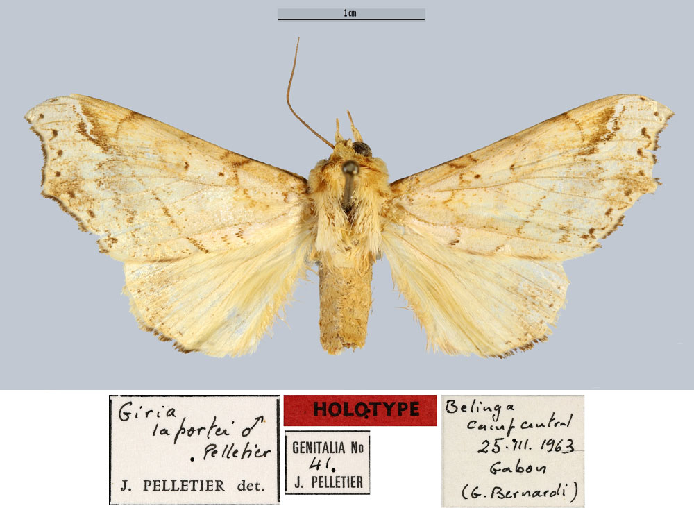 /filer/webapps/moths/media/images/L/laportei_Giria_HT_MNHN.jpg