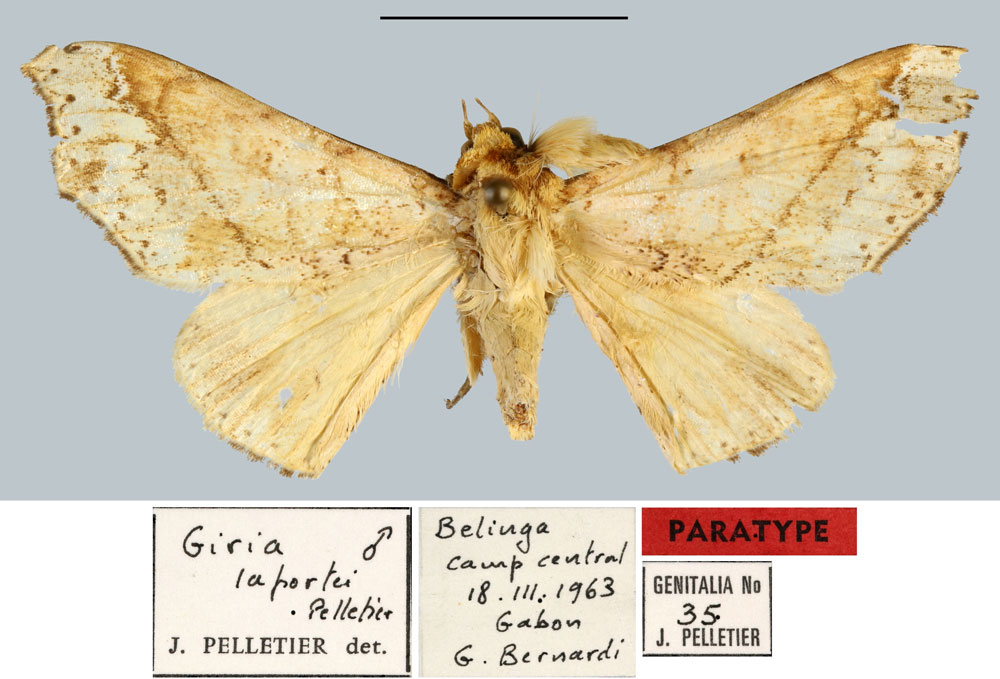 /filer/webapps/moths/media/images/L/laportei_Giria_PT_MNHN.jpg