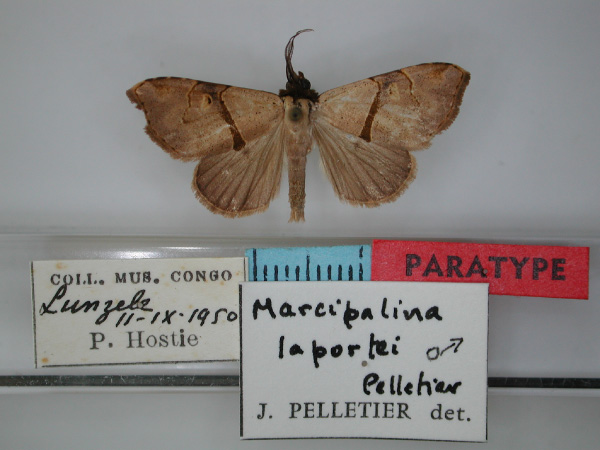 /filer/webapps/moths/media/images/L/laportei_Marcipalina_PT_RMCA_01.jpg