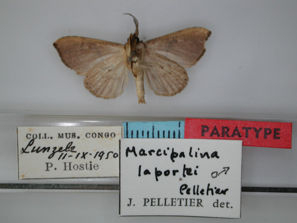 /filer/webapps/moths/media/images/L/laportei_Marcipalina_PT_RMCA_02.jpg