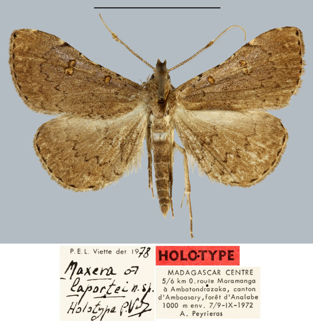 /filer/webapps/moths/media/images/L/laportei_Maxera_HT_MNHN.jpg