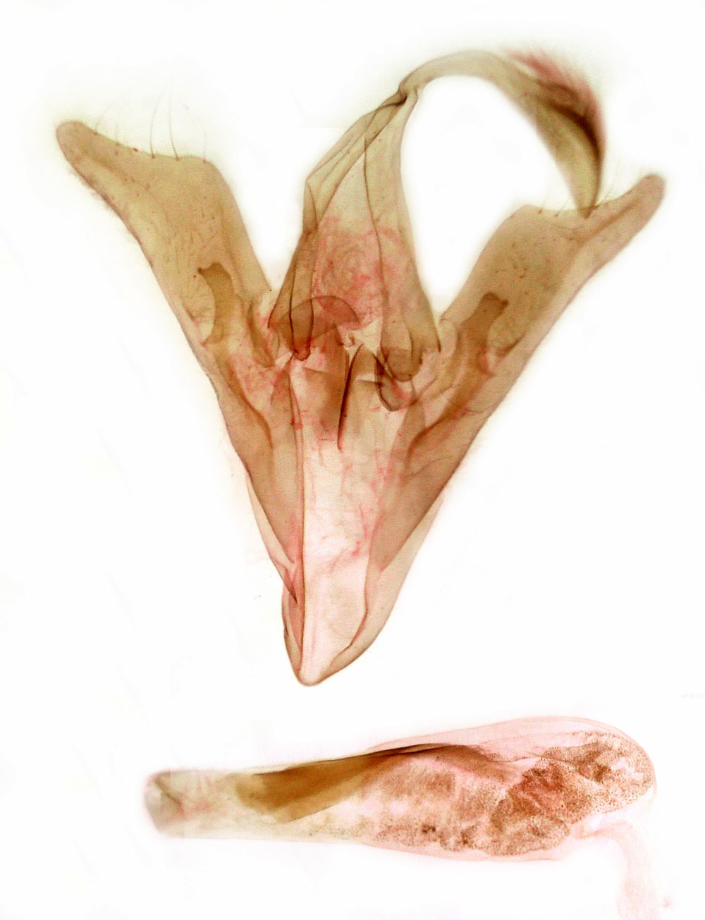 /filer/webapps/moths/media/images/L/laportei_Megacephalomana_GMHT_MSNM_5486.jpg