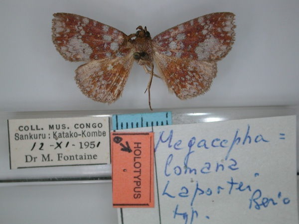 /filer/webapps/moths/media/images/L/laportei_Megacephalomana_HT_01.jpg