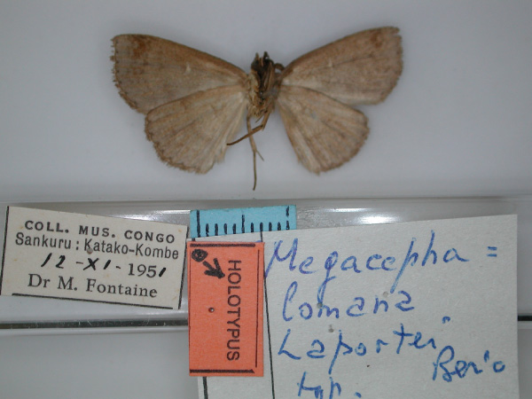/filer/webapps/moths/media/images/L/laportei_Megacephalomana_HT_02.jpg