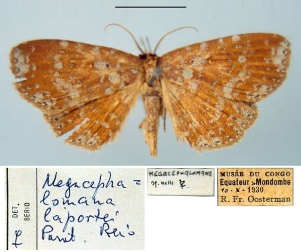 /filer/webapps/moths/media/images/L/laportei_Megacephalomana_PT_MSNM.jpg