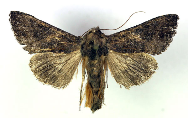 /filer/webapps/moths/media/images/L/laportei_Thysanoplusia_AM_RMCA.jpg