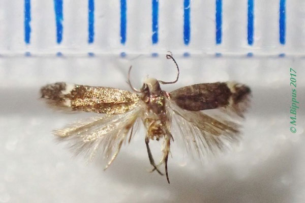 /filer/webapps/moths/media/images/L/laportensis_Syncopacma_AM_Bippus_01.jpg