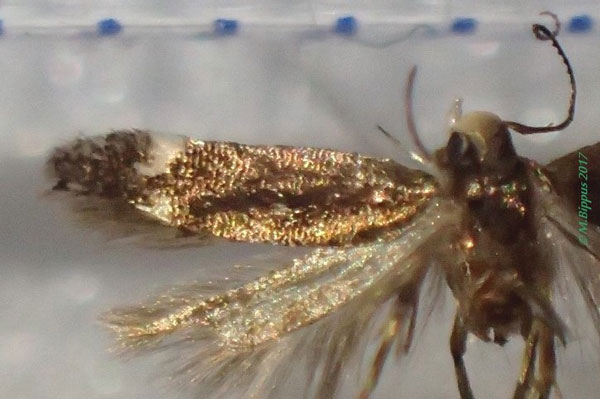 /filer/webapps/moths/media/images/L/laportensis_Syncopacma_AM_Bippus_02.jpg