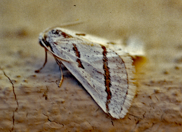 /filer/webapps/moths/media/images/L/lapsicolumna_Conchylia_A_Roland_01.jpg