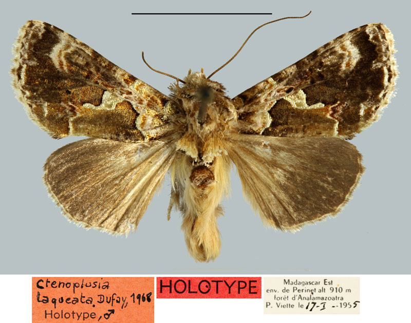 /filer/webapps/moths/media/images/L/laqueata_Plusia_HT_MNHN.jpg