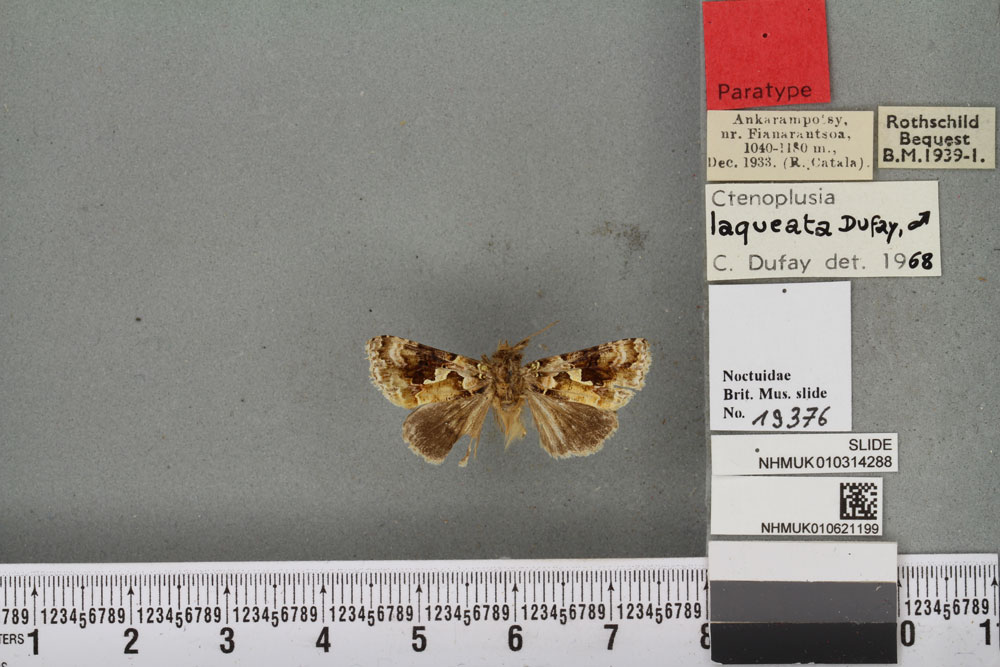 /filer/webapps/moths/media/images/L/laqueata_Plusia_PT_BMNHa.jpg