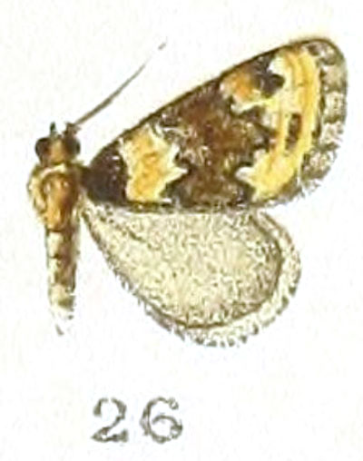 /filer/webapps/moths/media/images/L/larentiodes_Pagetia_HT_Prout_1-26.jpg