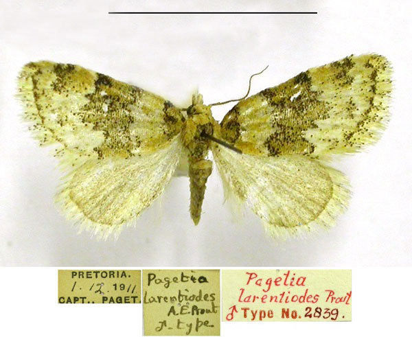 /filer/webapps/moths/media/images/L/larentiodes_Pagetia_HT_TMSA.jpg