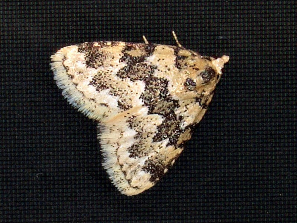 /filer/webapps/moths/media/images/L/larentiodes_Tegiapa_A_Braun.jpg