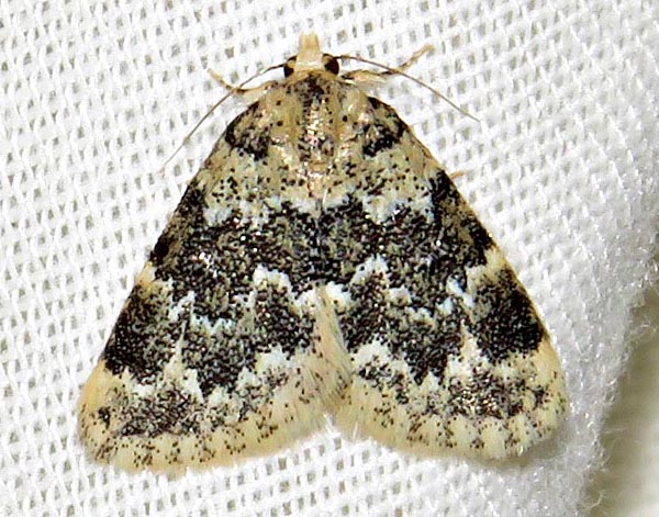 /filer/webapps/moths/media/images/L/larentiodes_Tegiapa_A_Braun_07.jpg