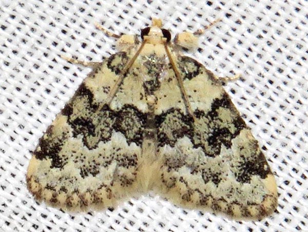 /filer/webapps/moths/media/images/L/larentiodes_Tegiapa_A_Braun_08.jpg
