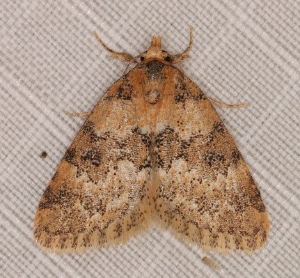 /filer/webapps/moths/media/images/L/larentiodes_Tegiapa_A_Heyns_01.jpg