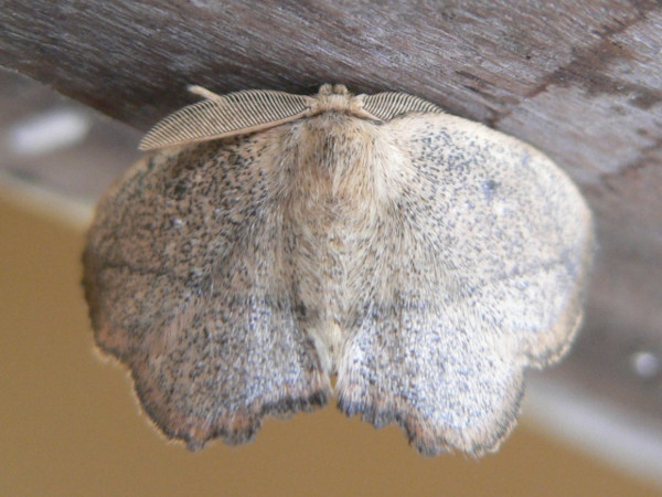 /filer/webapps/moths/media/images/L/larsa_Ectropona_A_Wijtten.JPG