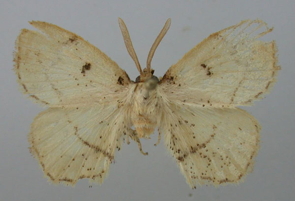 /filer/webapps/moths/media/images/L/larsa_Ectropona_HT_Kuhne.jpg