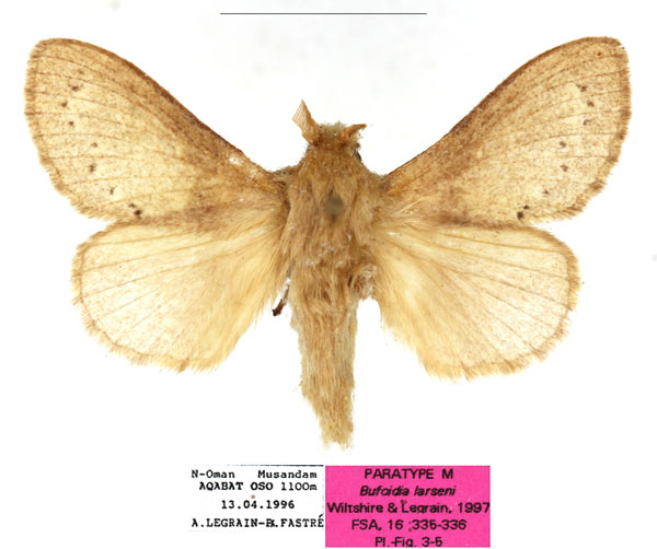 /filer/webapps/moths/media/images/L/larseni_Bufoidia_PTM_RBINS_02a.jpg