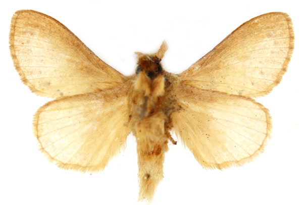 /filer/webapps/moths/media/images/L/larseni_Bufoidia_PTM_RBINS_02b.jpg