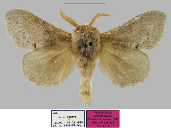 /filer/webapps/moths/media/images/L/larseni_Bufoidia_PTM_RBINSa.jpg