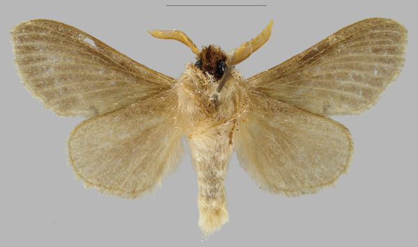 /filer/webapps/moths/media/images/L/larseni_Bufoidia_PTM_RBINSb.jpg