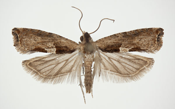 /filer/webapps/moths/media/images/L/larseni_Cosmetra_PT_NHMO_01.jpg