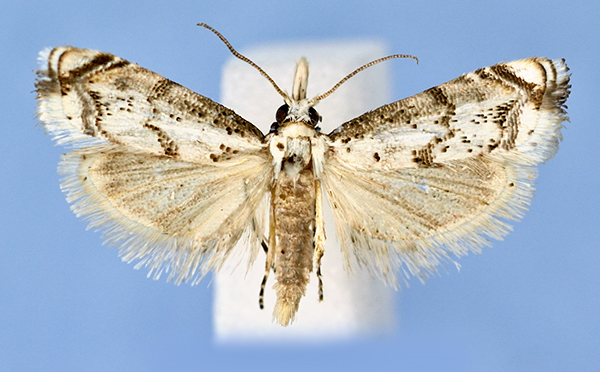 /filer/webapps/moths/media/images/L/larseni_HT.jpg