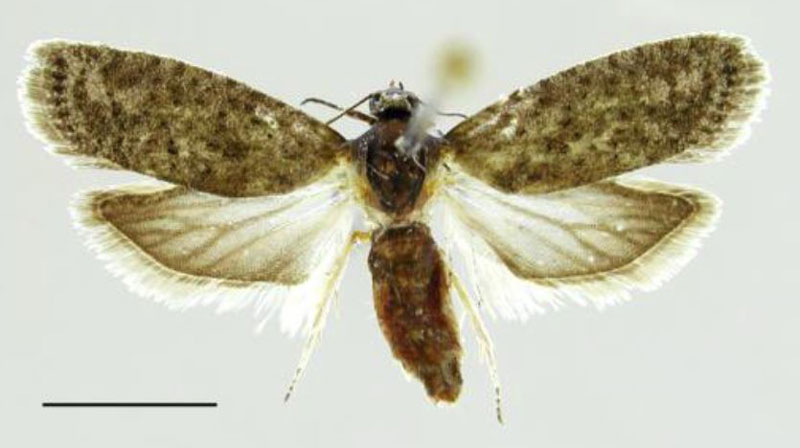 /filer/webapps/moths/media/images/L/larseni_Homadaula_PTF_MfN.jpg