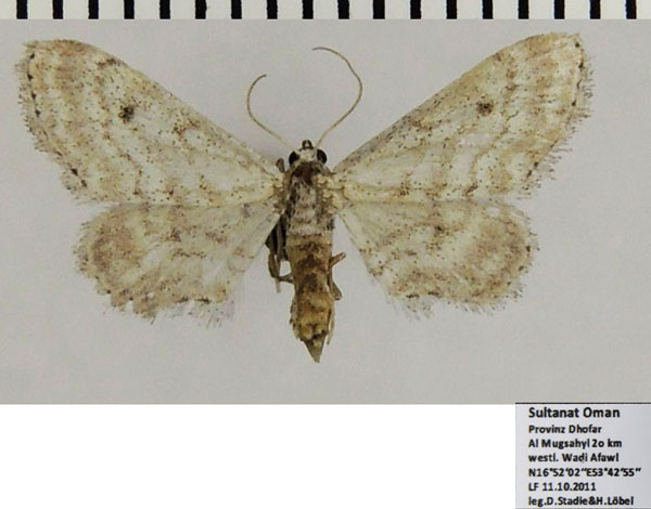 /filer/webapps/moths/media/images/L/larseni_Scopula_AF_ZSMa.jpg