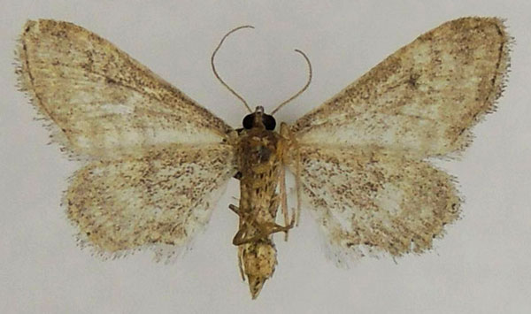 /filer/webapps/moths/media/images/L/larseni_Scopula_AF_ZSMb.jpg