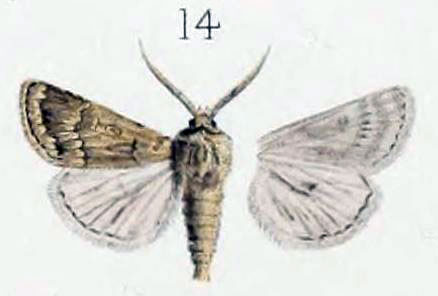 /filer/webapps/moths/media/images/L/lasserrei_Luperina_STM_Oberthur_1881_11-14.jpg