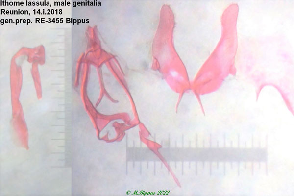 /filer/webapps/moths/media/images/L/lassula_Ithome_GM_Bippus.jpg