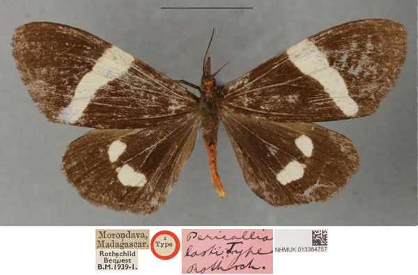 /filer/webapps/moths/media/images/L/lasti_Pericallia_STF_NHMUKa.jpg